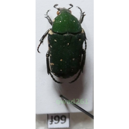 Glycyphana vernalis (Wallace, 1867) Philippines66f